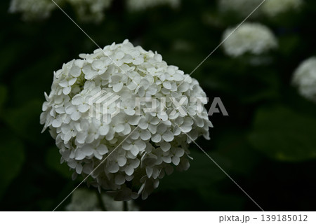 岐阜弓削寺の紫陽花 139185012