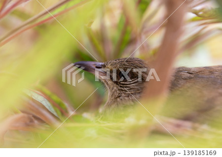 Olive-winged Bulbul Resting on Nest Hidden in Dense Foliage Olive-winged Bulbul Resting on Nest Hidden in Dense Foliage 139185169