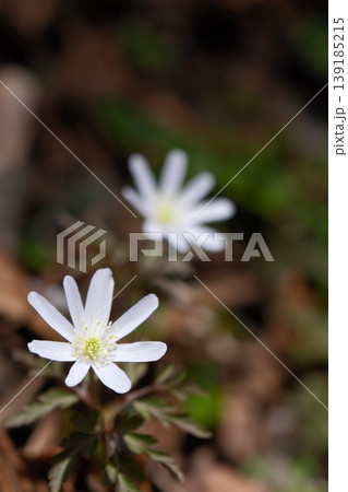 キクザキイチゲの開花・早春を彩るスプリング・エフェメラル(菊咲一華) キクザキイチゲの開花・早春を彩るスプリング・エフェメラル(菊咲一華) 139185215