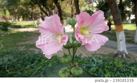 Delicate Pink Hollyhock Flowers Alcea Rosea in the Park Delicate Pink Hollyhock Flowers Alcea Rosea in the Park 139185319