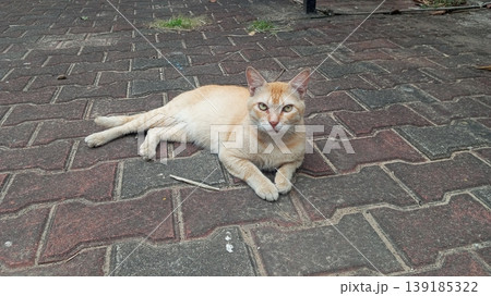 Orange Tabby Cat Lying Down on Brick Pattern Pavement Orange Tabby Cat Lying Down on Brick Pattern Pavement 139185322