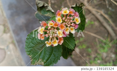 Colorful Lantana Camara West Indian Lantana Flowers in Bloom 139185324