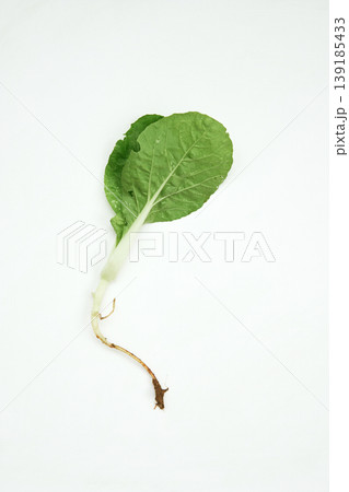 bokchoy seedling bokchoy seedling 139185433