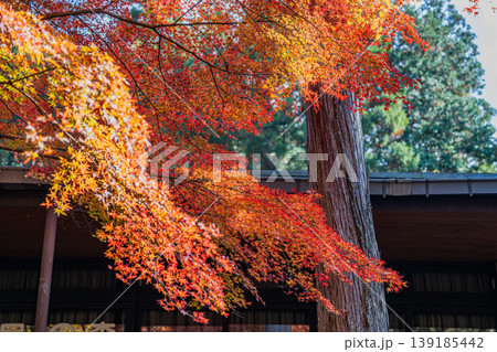 赤く色づいた紅葉 赤く色づいた紅葉 139185442