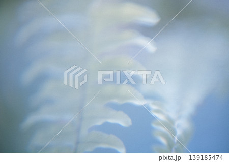 Close-up of delicate fern leaves with soft focus and blue background, showcasing intricate details of foliage in a natural setting Close-up of delicate fern leaves with soft focus and blue background, showcasing intricate details of foliage in a natural setting 139185474