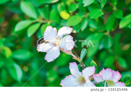 Desert rose, APOCYACEAE or Adenium obesum or Mock Azalea or Pink bignonia or Impala lily or white and pink flower 139185496