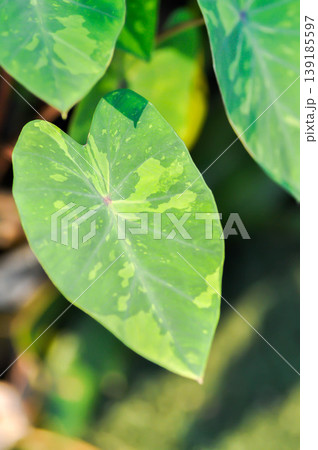 Colocasia Lemon Lime Gecko or Colocasia esculenta, Lemon Lime Gecko or Colocasia plant or bicolor plant 139185597