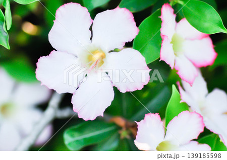 Desert rose, APOCYACEAE or Adenium obesum or Mock Azalea or Pink bignonia or Impala lily or white and pink flower Desert rose, APOCYACEAE or Adenium obesum or Mock Azalea or Pink bignonia or Impala lily or white and pink flower 139185598