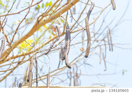 Golden shower , Cassia fistula or pudding pipe tree or Cassia fistula Linn with flower and fruit 139185603