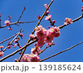青空に、ウメの花 139185624