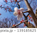 ウメの白い花 139185625