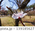 ウメの白い花 139185627