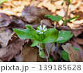 ハコベの白い花 139185628