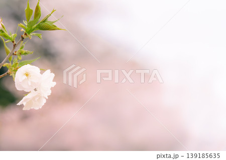 白い八重桜の花と新緑の枝 春の背景素材 コピースペースあり 白い八重桜の花と新緑の枝 春の背景素材 コピースペースあり 139185635