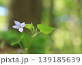 タチツボスミレ 139185639