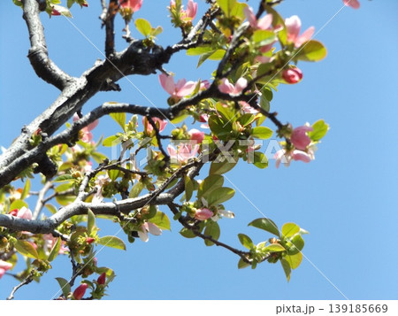 春になりカリンが桃色の花を咲かせました 139185669
