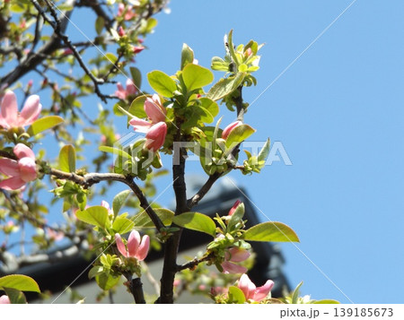 春になりカリンが桃色の花を咲かせました 春になりカリンが桃色の花を咲かせました 139185673