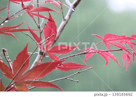 雨に濡れる赤い紅葉と雫・静かに降る雨脚と新緑背景の情緒的なマクロ風景 139185692