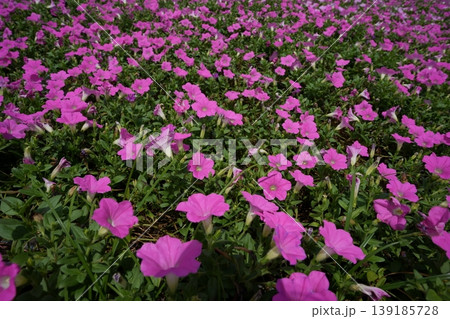マザー牧場に広がる満開の桃色吐息 鮮やかなピンク色の花の絨毯 マザー牧場に広がる満開の桃色吐息 鮮やかなピンク色の花の絨毯 139185728