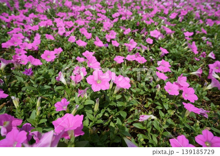 マザー牧場に広がる満開の桃色吐息 鮮やかなピンク色の花の絨毯 マザー牧場に広がる満開の桃色吐息 鮮やかなピンク色の花の絨毯 139185729