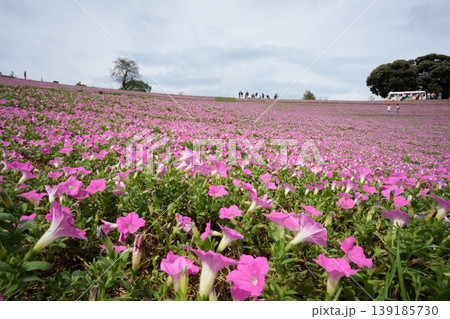 マザー牧場に広がる満開の桃色吐息 鮮やかなピンク色の花の絨毯 マザー牧場に広がる満開の桃色吐息 鮮やかなピンク色の花の絨毯 139185730