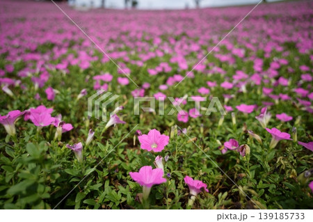 マザー牧場に広がる鮮やかな桃色吐息 夏の絶景と癒やしの花畑 マザー牧場に広がる鮮やかな桃色吐息 夏の絶景と癒やしの花畑 139185733