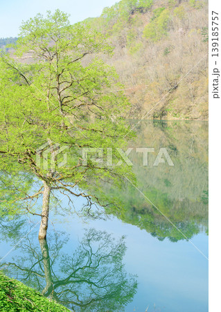 新緑美しい和賀川 水没林 岩手県 新緑美しい和賀川 水没林 岩手県 139185757