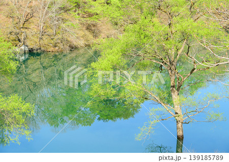 新緑美しい和賀川 水没林 岩手県 新緑美しい和賀川 水没林 岩手県 139185789