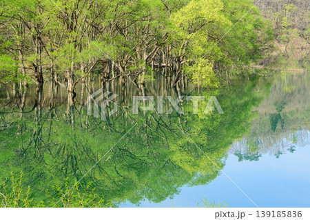 春の和賀川 新緑美しい水没林 岩手県 春の和賀川 新緑美しい水没林 岩手県 139185836