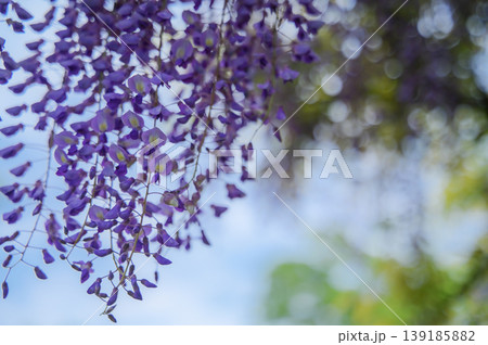 紫色の藤の花と柔らかなボケの背景 紫色の藤の花と柔らかなボケの背景 139185882