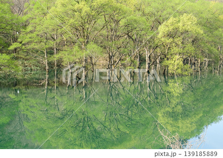 新緑美しい和賀川 水没林 岩手県 新緑美しい和賀川 水没林 岩手県 139185889