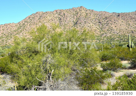 Saguaro Cactus Sonora desert Arizona Saguaro Cactus Sonora desert Arizona 139185930