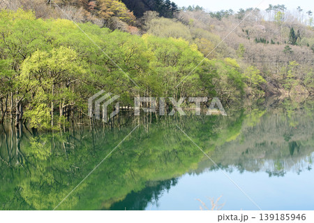 様々な新緑に染まる水鏡美しい和賀川 水没林 岩手県 様々な新緑に染まる水鏡美しい和賀川 水没林 岩手県 139185946