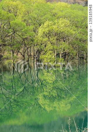 春の和賀川 新緑美しい水没林 岩手県 春の和賀川 新緑美しい水没林 岩手県 139185948