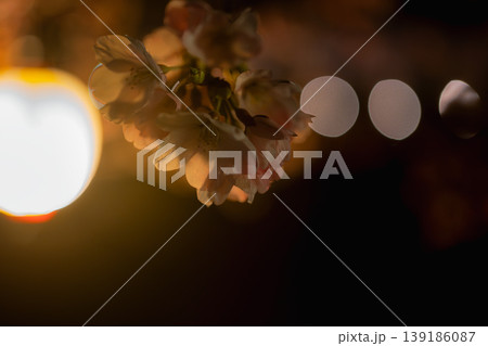 夜の闇に浮かび上がるライトアップされた桜と幻想的な光の玉ボケ 139186087