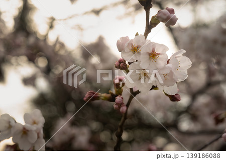 朝日の光に透ける瑞々しいソメイヨシノの花と膨らみ始めたピンクの蕾 朝日の光に透ける瑞々しいソメイヨシノの花と膨らみ始めたピンクの蕾 139186088