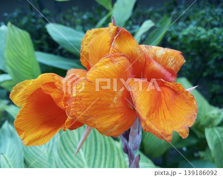 Vibrant Orange Canna Lily Flower with Variegated Green Leaves 139186092