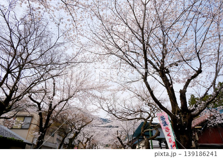 岐阜県揖斐郡揖斐川町_谷汲山華厳寺参道の桜2_2025年4月 岐阜県揖斐郡揖斐川町_谷汲山華厳寺参道の桜2_2025年4月 139186241