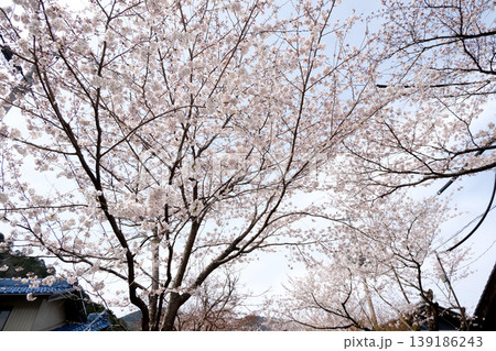 岐阜県揖斐郡揖斐川町_谷汲山華厳寺参道の桜4_2025年4月 岐阜県揖斐郡揖斐川町_谷汲山華厳寺参道の桜4_2025年4月 139186243