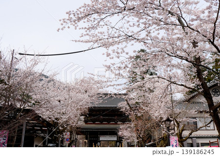 岐阜県揖斐郡揖斐川町_谷汲山華厳寺参道の桜6_2025年4月 岐阜県揖斐郡揖斐川町_谷汲山華厳寺参道の桜6_2025年4月 139186245