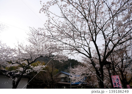 岐阜県揖斐郡揖斐川町_谷汲山華厳寺参道の桜10_2025年4月 岐阜県揖斐郡揖斐川町_谷汲山華厳寺参道の桜10_2025年4月 139186249