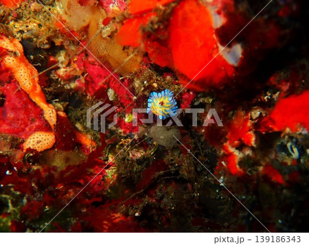 伊豆大島で撮影したボブサンウミウシ 139186343