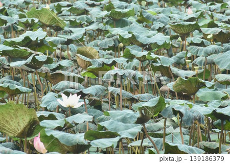 Indian or sacred lotus lily water flower blooming in lake on garden 139186379