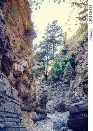 Exploring a narrow canyon with towering cliffs and vibrant vegetation Exploring a narrow canyon with towering cliffs and vibrant vegetation 139186451