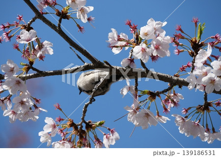 Great Tit Bird Perched on Sakura Tree Great Tit Bird Perched on Sakura Tree 139186531