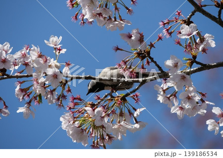 Great Tit Bird Perched on Sakura Tree 139186534