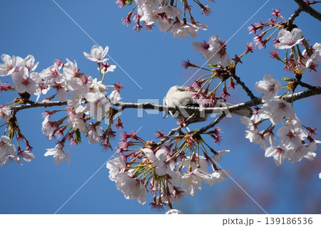Great Tit Bird Perched on Sakura Tree Great Tit Bird Perched on Sakura Tree 139186536