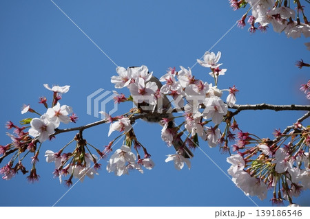 Great Tit Bird Perched on Sakura Tree 139186546