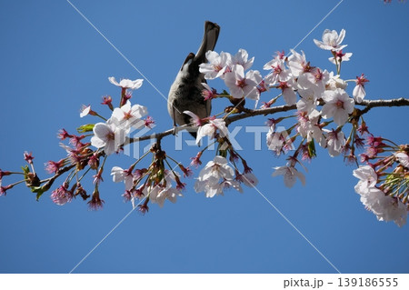 Great Tit Bird Perched on Sakura Tree Great Tit Bird Perched on Sakura Tree 139186555