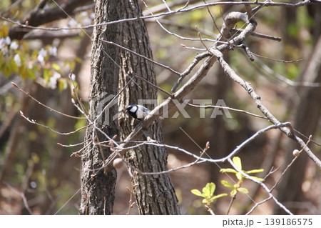 Great Tit Bird Perched on Sakura Tree 139186575